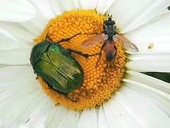 Cylindromyia brassicaria