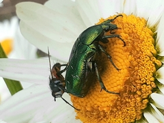 Cylindromyia brassicaria