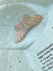 Idaea aversata