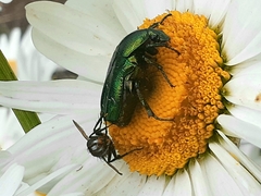 Cylindromyia brassicaria