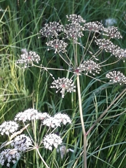 Cicuta virosa