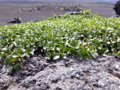 Salix tschuktschorum