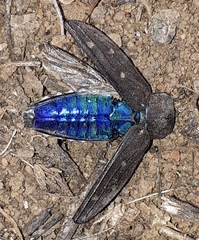 Chrysobothrini