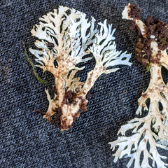 Bunodophoron australe