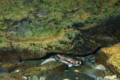 Sicyopterus lagocephalus