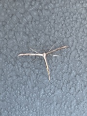 Emmelina monodactyla