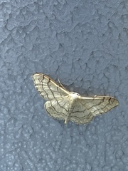 Idaea aversata