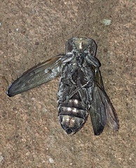 Chrysobothrini