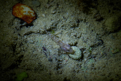 Gobiidae