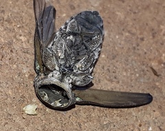 Chrysobothrini