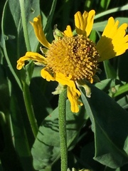 Helenium bigelovii