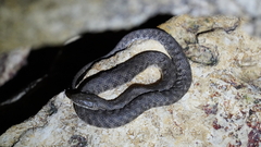 Natrix tessellata