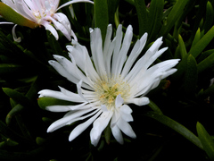 Lampranthus blandus