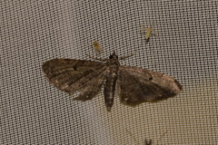 Eupithecia tripunctaria