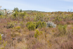 Arthroleptella subvoce