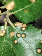 Contarinia ilicis