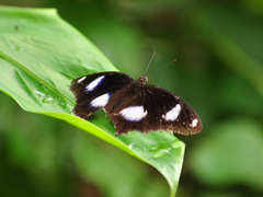 Hypolimnas bolina bolina