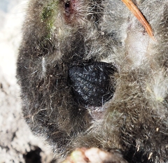 Oiceoptoma thoracicum