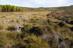 Arthroleptella subvoce