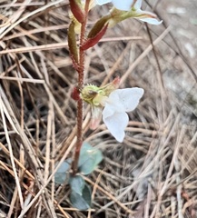 Odontochilus yakushimensis