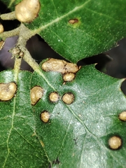 Contarinia ilicis