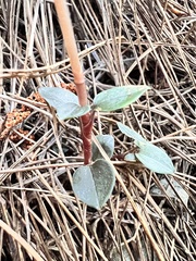 Odontochilus yakushimensis