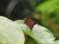 Pithauria marsena