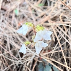 Odontochilus yakushimensis