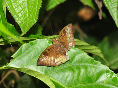 Euthalia monina