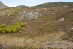 Arthroleptella subvoce