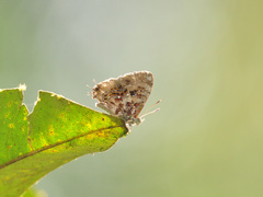Catapaecilma major