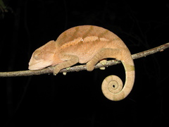 Calumma globifer