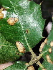 Contarinia ilicis