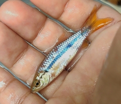 Rasbora einthovenii