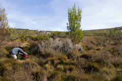 Arthroleptella subvoce