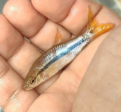 Rasbora einthovenii