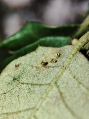 Contarinia ilicis