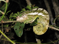 Calumma globifer