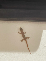 Hemidactylus