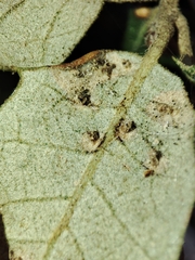 Contarinia ilicis