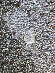 Catoria sublavaria