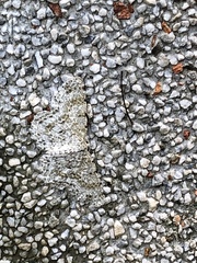 Catoria sublavaria