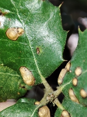 Contarinia ilicis