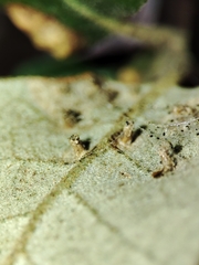 Contarinia ilicis