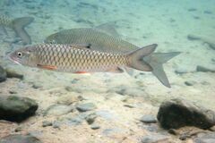 Spinibarbus hollandi