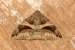 Bastilla arcuata