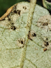 Contarinia ilicis