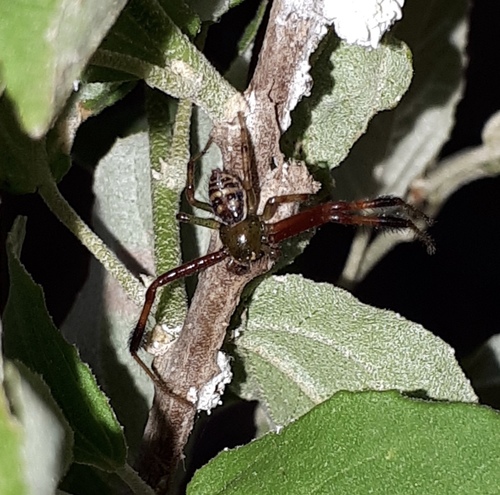 Parasynema cirripes