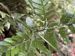 Arachniodes cornucervi image