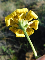 Osteospermum polygaloides polygaloides